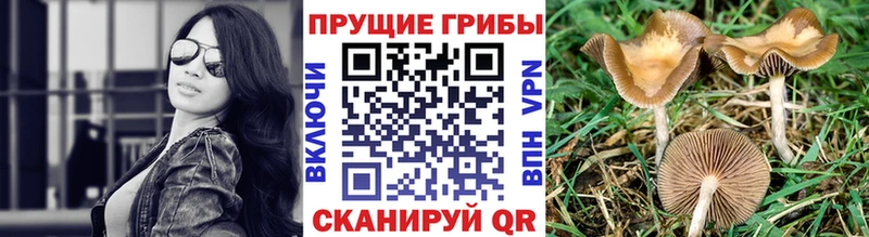 Псилоцибиновые грибы Cubensis  Олонец 